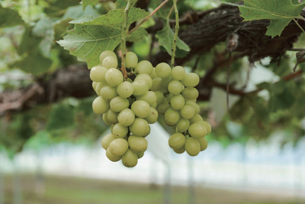 タップで説明を表示