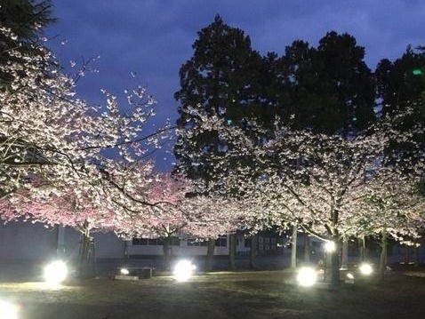 桜のライトアップ メイン画像