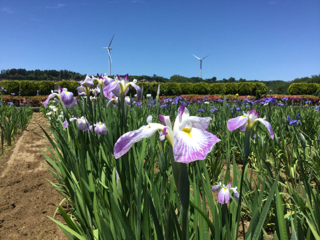 あわら北潟湖畔花菖蒲まつり