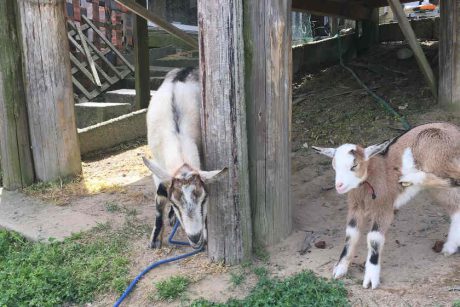 あわら市のブルーベリー農家さんが営むカフェ「瑞香園」で、仔ヤギちゃんと触れ合えます♡