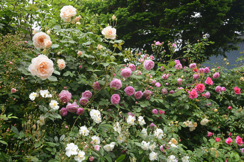 美しいバラたちに惚れ惚れ。福井市「麩市」さんのローズガーデンを訪ねました。