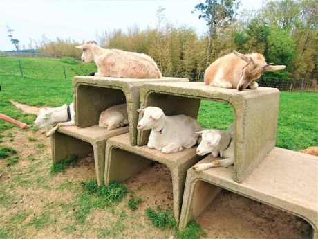 無料で動物たちとふれあい放題！ 坂井市の「なかよし とんがり牧場」はユルくて最高。【動画あり】