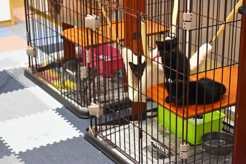 犬や猫を飼いたい人は「福井県動物管理指導センター」（福井市）へ、まずは行ってみて！