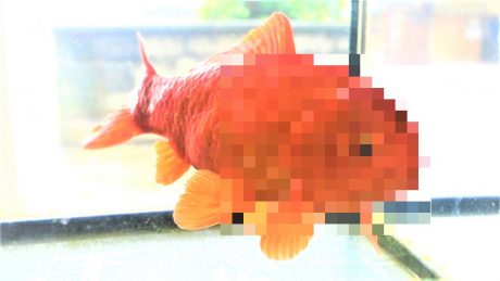 巨大な〇〇にビックリしたので動画を撮ったよ！ 【動画あり】