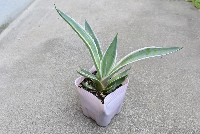 観葉植物「アガベ」