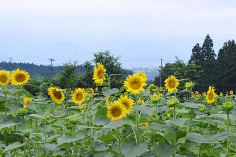 福井県大野市の「スターランドさかだに」のひまわり畑は、まさに今が見ごろ！