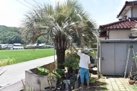 福井市で突然「ヤシの木」が買いたくなったらここへ！【プレゼントあり】