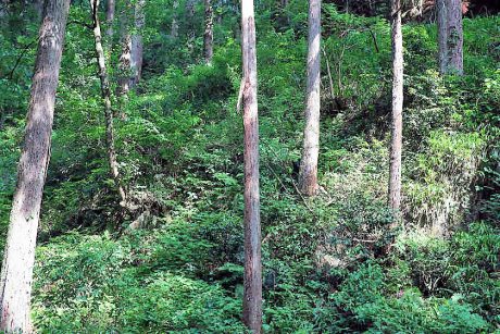 ある日、森の中、出会いは突然やってくる！ 鯖江の山でアレと会った話。