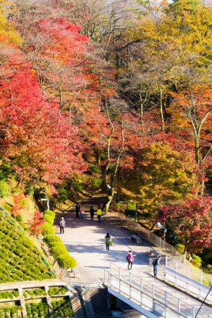 第13回さばえもみじまつり