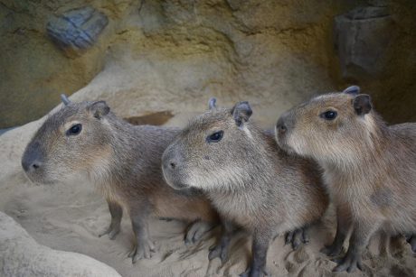 足羽山（福井市）の「ふれあい動物舎 ハピジャン」をご案内しちゃいますよ！