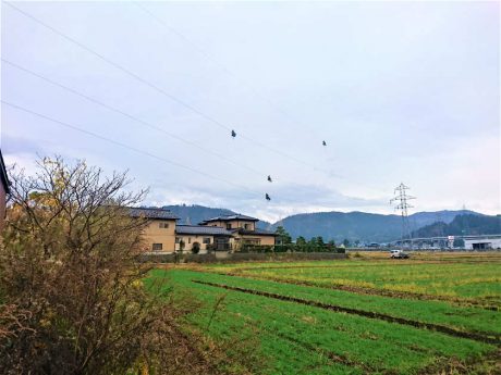 見上げた空。電線にとまっていたのは・・・【ヒトコマ】