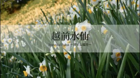 30秒で見る美しい風景動画『越前水仙』【Beautiful Fukui～旅する福井～】