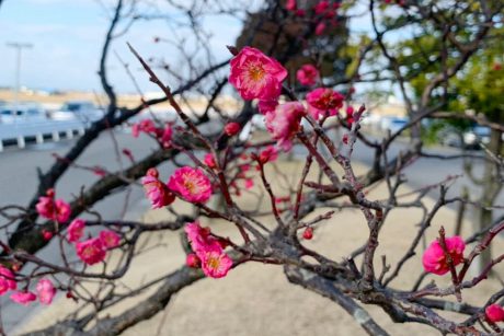 え、梅が咲いてる！？ もう春…ですか…？【ヒトコマ】