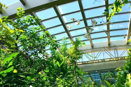 虫好き必見！「石川県ふれあい昆虫館」（石川県白山市）は子どもも大人も楽しく学べるスポットです！