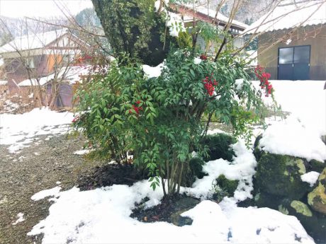 朗報！？ 今季の降雪量は控えめらしいことが判明。モズによれば【ヒトコマ】