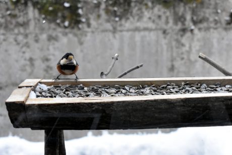 冬の野鳥レストラン
