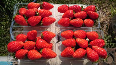 滋賀・長浜でいちごの〇〇〇〇機を初めて見たから報告しますよ。【ちょいネタ】