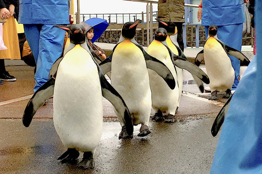 冬季限定 越前松島水族館で オウサマペンギンのおさんぽ を見られるのは2月末まで 今ならヒナにも会えるよ ちょいネタ 福井の旬な街ネタ 情報ポータル 読みもの ふーぽ