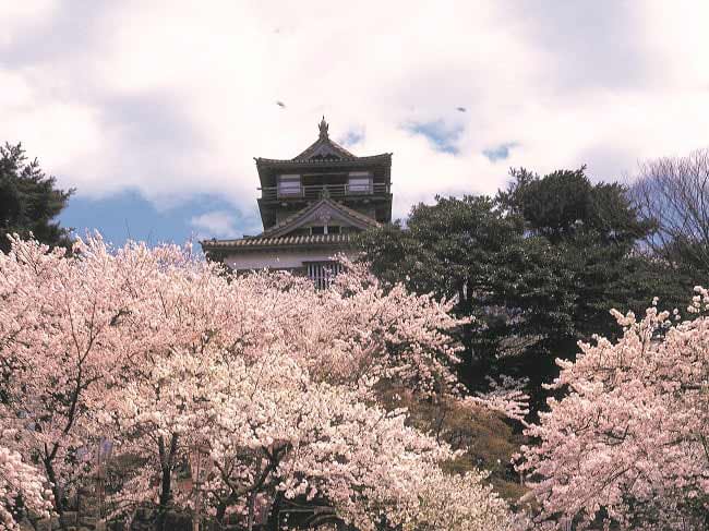 丸岡城桜まつり 福井の旬な街ネタ 情報ポータル イベント ふーぽ