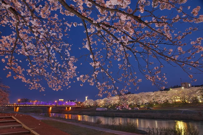 第34回ふくい桜まつり