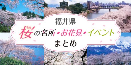 【2023年版】福井県の桜の名所徹底ガイド！ 桜まつりやライトアップなどイベント情報も紹介します。