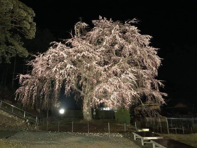 【2019年3月29日】福井県内各地の桜の開花状況をお伝えします! ~ふーぽ編集部の桜観察日記③~