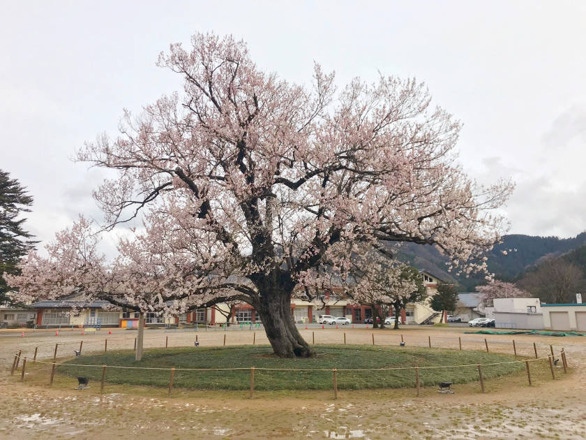【2019年4月1日】福井県内各地の桜の開花状況をお伝えします! ~ふーぽ編集部の桜観察日記④~