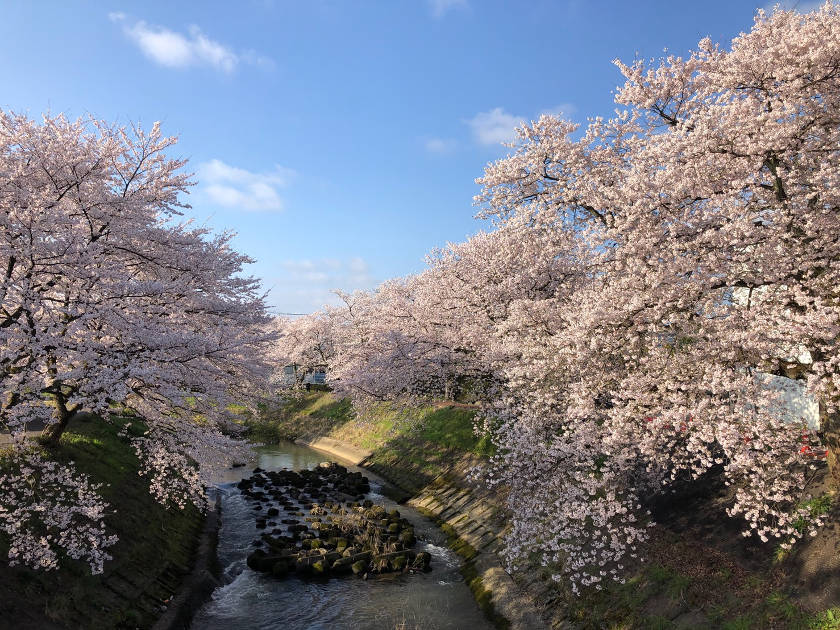 【2019年4月8日】福井県内各地の桜の開花状況をお伝えします! ~ふーぽ編集部の桜観察日記⑦~