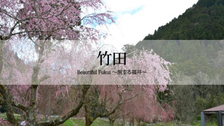 30秒で見る美しい風景動画『竹田のしだれ桜』【Beautiful Fukui～旅する福井～】
