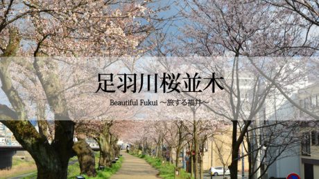 30秒で見る美しい風景動画『足羽川の桜並木』【Beautiful Fukui～旅する福井～】