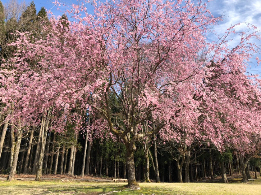 【2019年4月12日】福井県内各地の桜の開花状況をお伝えします! ~ふーぽ編集部の桜観察日記⑨・最終回~
