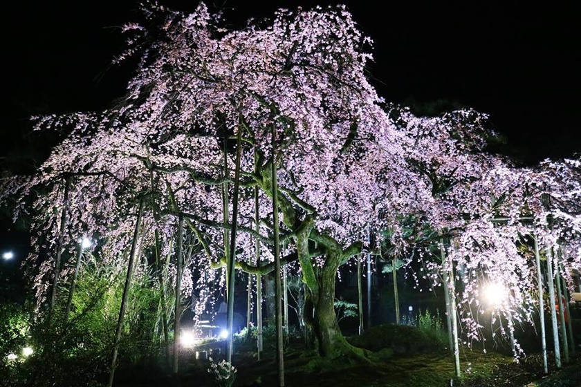 【2019年4月3日】福井県内各地の桜の開花状況をお伝えします! ~ふーぽ編集部の桜観察日記⑤~