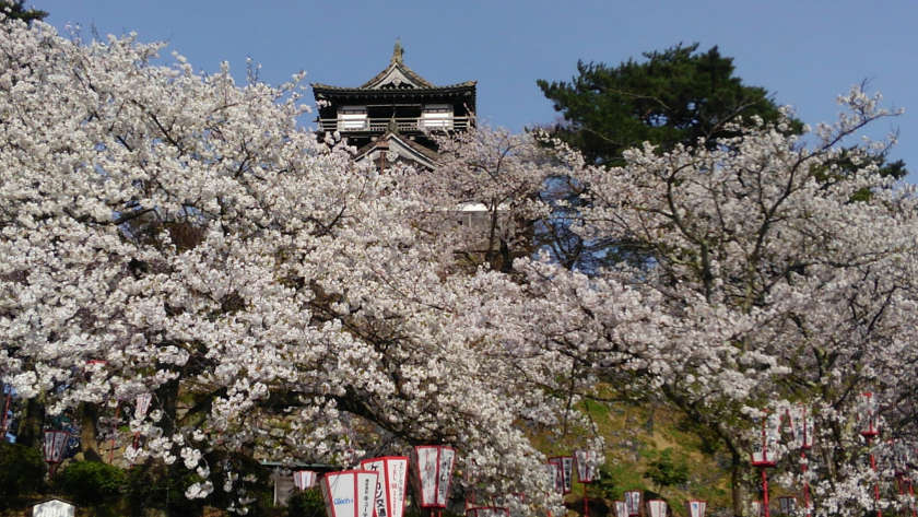 【2019年4月10日】福井県内各地の桜の開花状況をお伝えします! ~ふーぽ編集部の桜観察日記⑧~