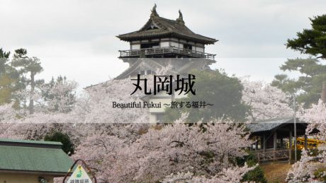 30秒で見る美しい風景動画『丸岡城の桜』【Beautiful Fukui～旅する福井～】