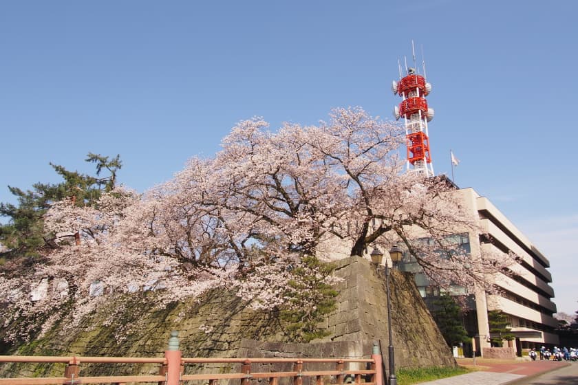 【2019年4月5日】福井県内各地の桜の開花状況をお伝えします! ~ふーぽ編集部の桜観察日記⑥~