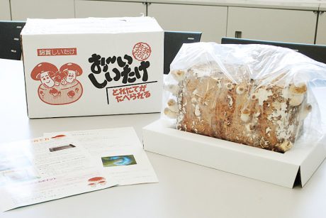 おおい町名物！ しいたけ栽培キット「お～いしいたけ」で、あなたのお家が「しいたけ天国」に！！