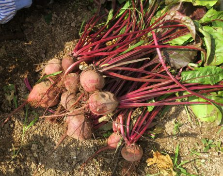 「食べる輸血」なスーパーフード、ビーツが好きすぎて、食べまくって、福井県の生産者さんまで訪ねてしまいました、の巻