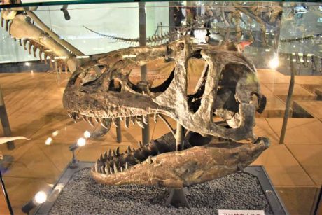 福井「恐竜博物館」の徹底ガイド！ 見どころ・回り方・駐車場・お土産まで