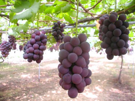 そうだ、フルーツ狩りに行こう！ 福井県・石川県加賀市で旬の果物を収穫できるスポットまとめ