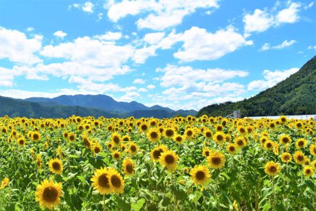 小浜市・宮川のウワサのひまわり畑で20万本が見ごろですよ！ 10、11日にイベントあり【ちょいネタ】