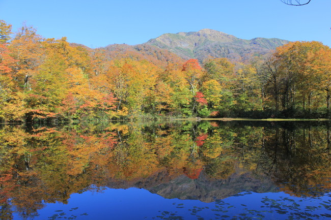 福井県「刈込池」の紅葉の画像