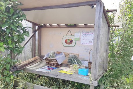 小浜市で大人気の「やさいのはらね」のシャインマスカットを無人販売所で発見！見つけた人はラッキー♡