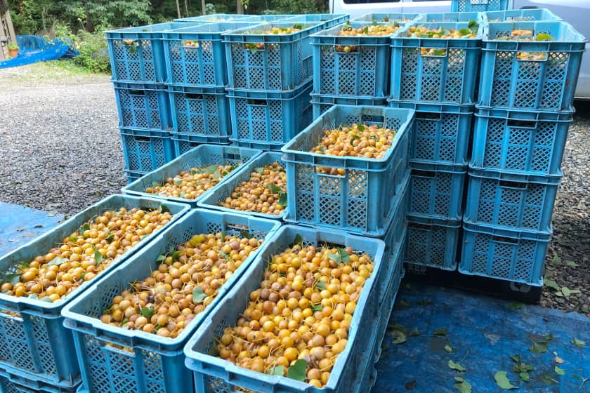 秋冬の食卓の影の立役者！「銀杏」の収穫現場に行ってきました。プロ直伝の美味しい食べ方も伝授します！