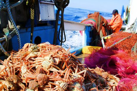 福井「越前がに」の漁解禁を船上でスクープ！！  ふーぽ編集部が漁師さんに密着取材してきたよ【動画あり】