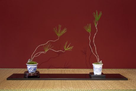 美意識が研ぎ澄まされる！福井県坂井市の「みくに園」でマイ盆栽をつくってみよう。