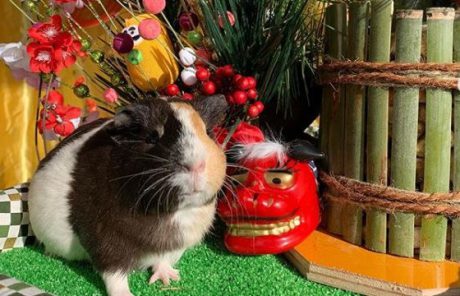 モフモフ♡モルモットとの写真を年賀状にいかが？12/8（日）に足羽山動物園ハピジャンで撮影イベントがあるよ。【ちょいネタ】