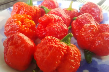 世界で一番辛いといわれたアレ。劇薬レベルの唐辛子「キャロライナ・リーパー」が福井でも作られていました。ヒィィィ！！