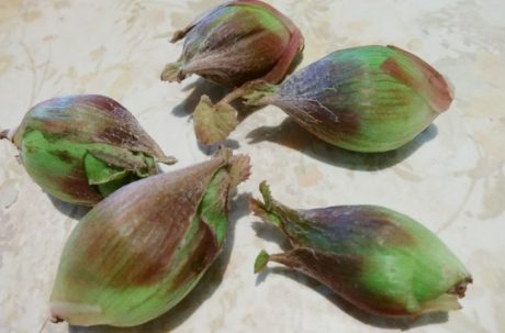 もう春ですか？“春の使者”ふきのとうも勘違いする暖冬です。【まちネタ投稿・ヒトコマ】