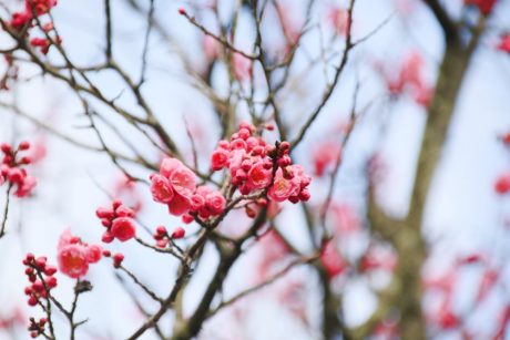 少し早い春の訪れ？福井市の柴田勝家公ゆかりのお寺「西光寺」の梅がもう咲いているよ！【ちょいネタ】