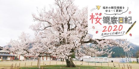 【2020年3月31日更新】福井県内各地の桜の開花状況をお伝えします！④～桜観察日記2020～動画もあるよ！